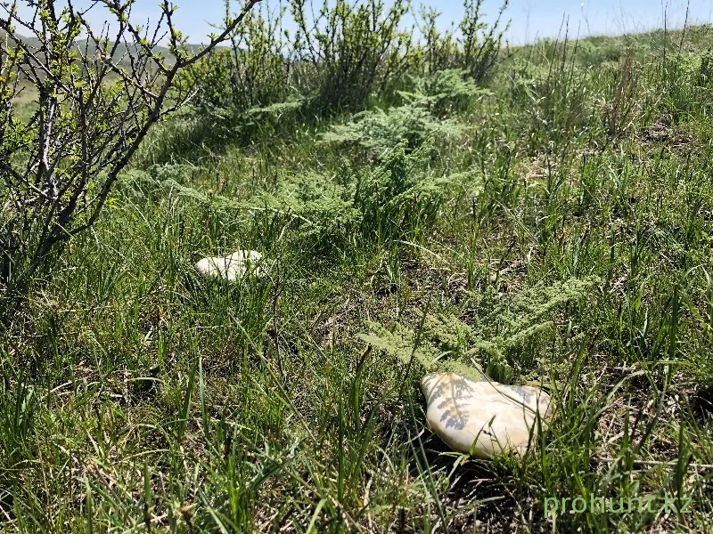 Белый степной гриб