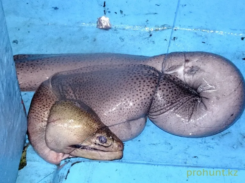 Морская рыбалка в Андаманском море