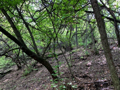 Где собирать Королевский гриб рядом с Алматы