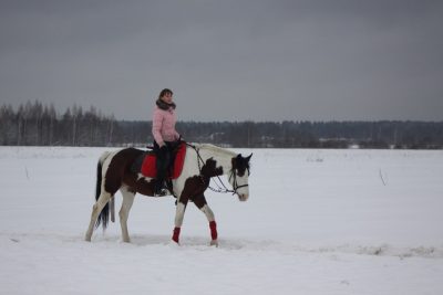 Как найти подход к лошади: советы специалиста