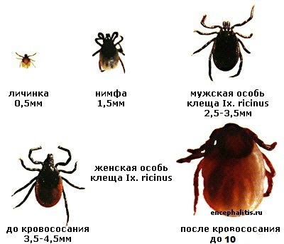 9a7014de3067a02a93c3c84833512f50.jpg