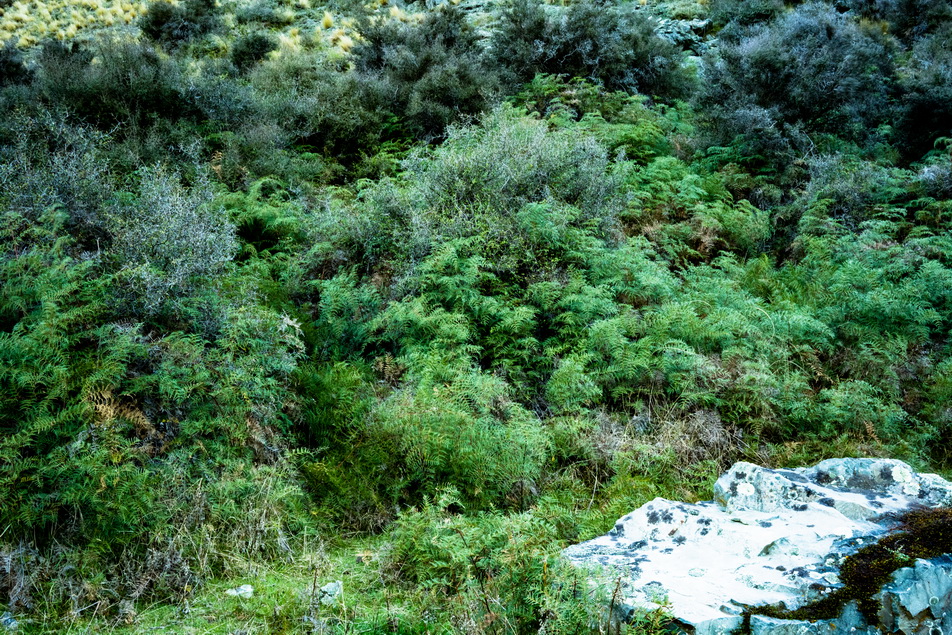 DSC02608l.jpg