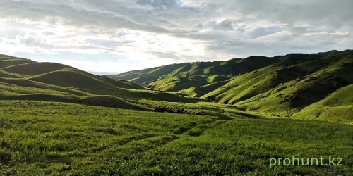 ЦЕНТРАЛЬНАЯ ДЖУНГАРИЯ