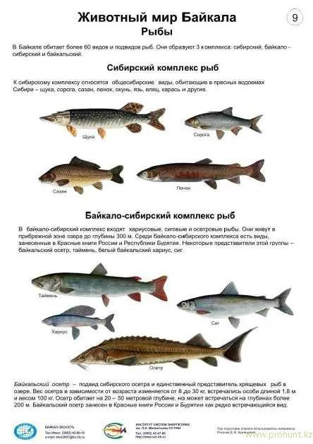 Рыбалка на Байкале