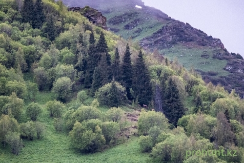 ЦЕНТРАЛЬНАЯ ДЖУНГАРИЯ